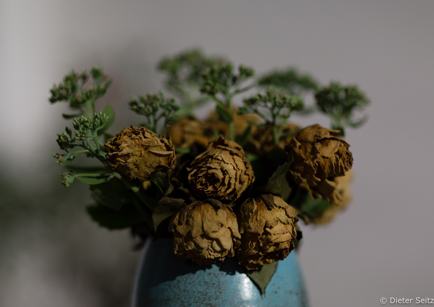 5/11 - Moon Flowers